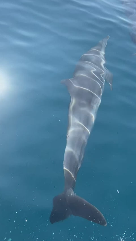 Puerto escondido delfines - Karina Sala